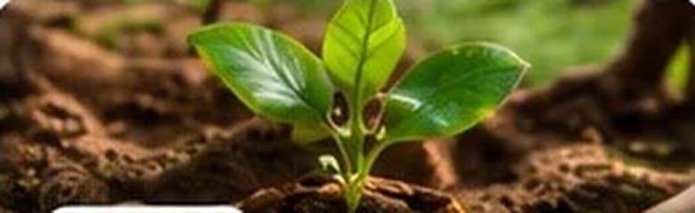 Une jeune pousse plantée dans une terre fraîchement retournée